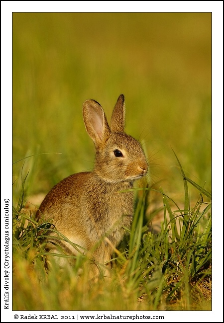 Kr�l�k divok� | European Rabbit | Wildkaninchen | Oryctolagus cuniculus