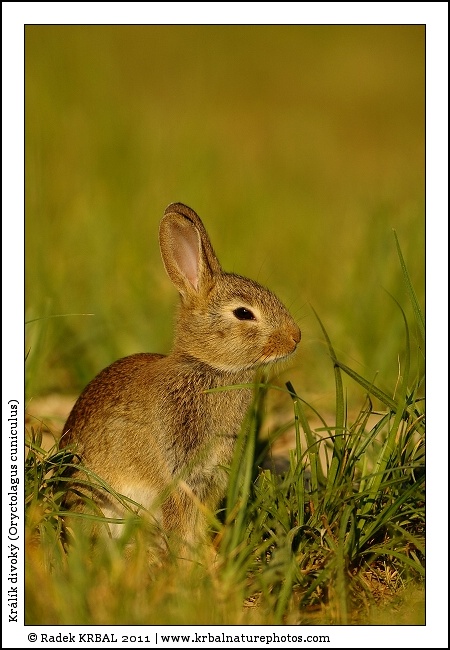 Kr�l�k divok� | European Rabbit | Wildkaninchen | Oryctolagus cuniculus