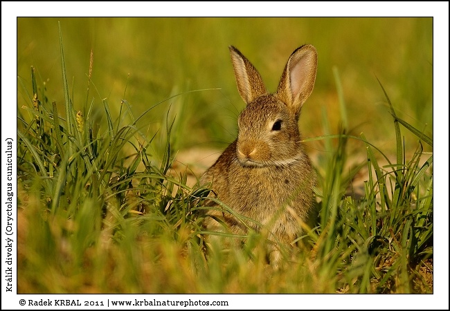 Kr�l�k divok� | European Rabbit | Wildkaninchen | Oryctolagus cuniculus