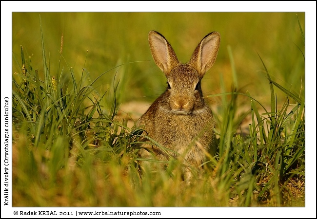 Kr�l�k divok� | European Rabbit | Wildkaninchen | Oryctolagus cuniculus