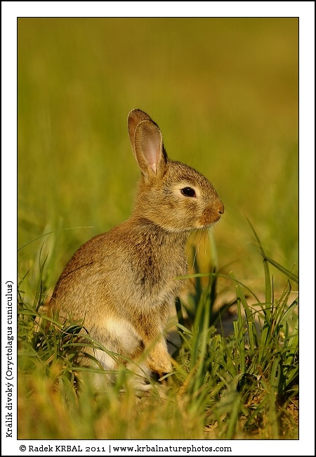 Kr�l�k divok� | European Rabbit | Wildkaninchen | Oryctolagus cuniculus