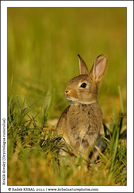 Kr�l�k divok� | European Rabbit | Wildkaninchen | Oryctolagus cuniculus
