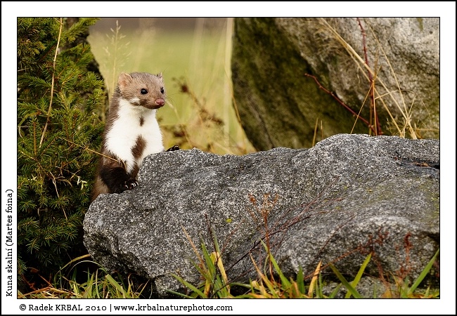 Kuna skaln� | Beech Marten | Steinmarder | Martes foina