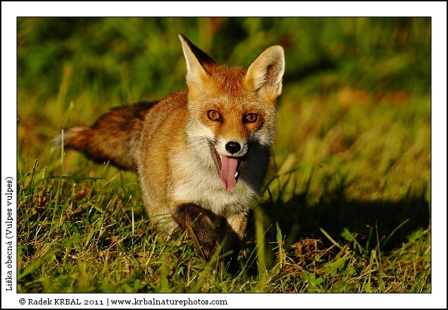 Li�ka obecn� | Red Fox | Rotfuchs | Vulpes vulpes