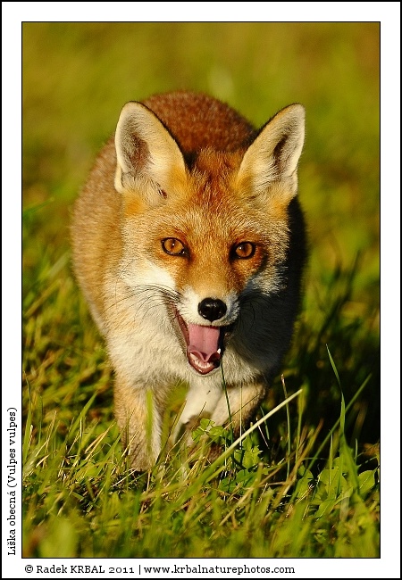 Li�ka obecn� | Red Fox | Rotfuchs | Vulpes vulpes