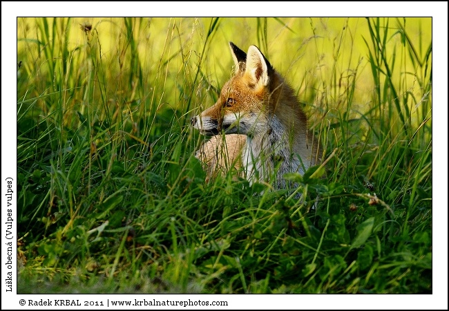Li�ka obecn� | Red Fox | Rotfuchs | Vulpes vulpes