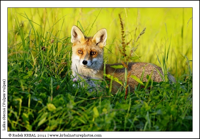Li�ka obecn� | Red Fox | Rotfuchs | Vulpes vulpes