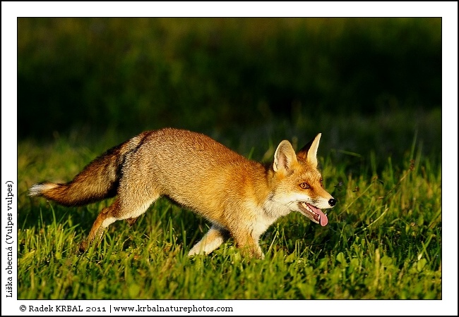 Li�ka obecn� | Red Fox | Rotfuchs | Vulpes vulpes