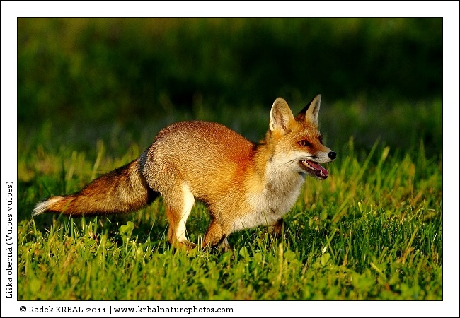 Li�ka obecn� | Red Fox | Rotfuchs | Vulpes vulpes