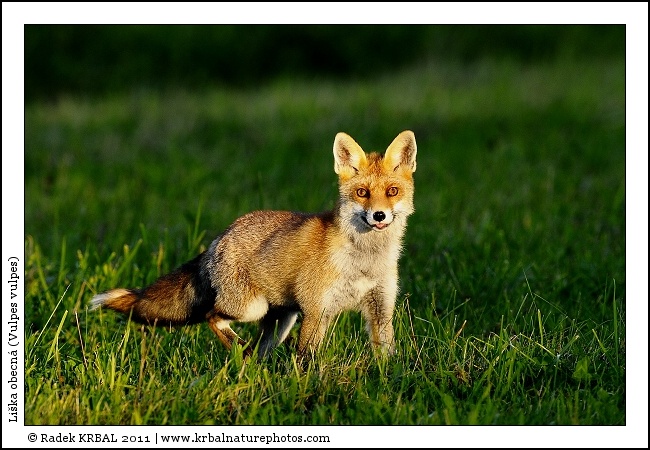 Li�ka obecn� | Red Fox | Rotfuchs | Vulpes vulpes