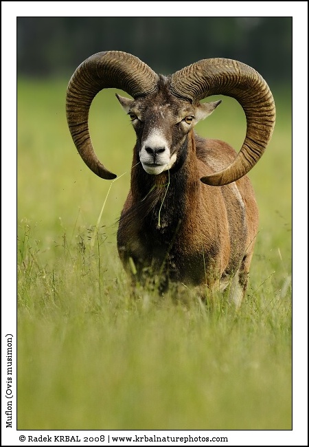 Muflon | Mouflon | Mufflon | Ovis musimon