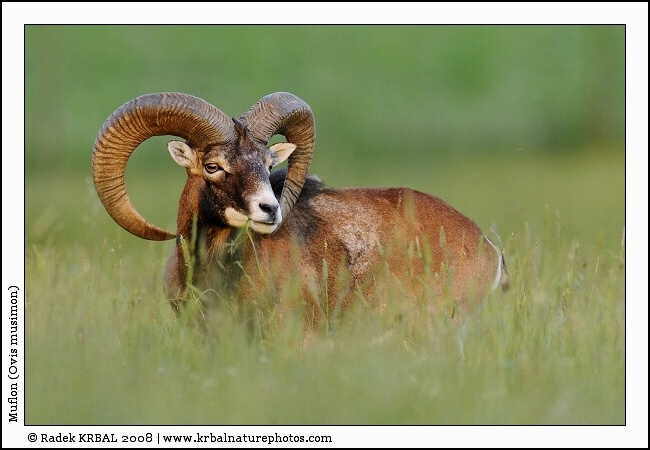 Muflon | Mouflon | Mufflon | Ovis musimon