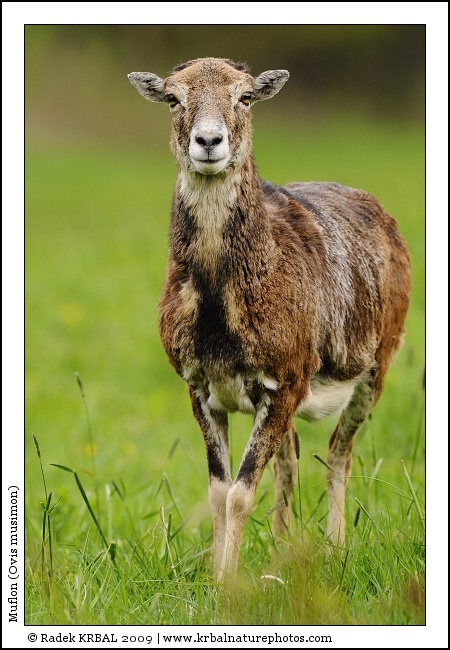 Muflon | Mouflon | Mufflon | Ovis musimon