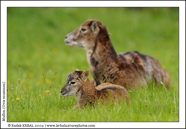 Muflon | Mouflon | Mufflon | Ovis musimon