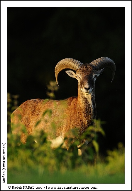 Muflon | Mouflon | Mufflon | Ovis musimon