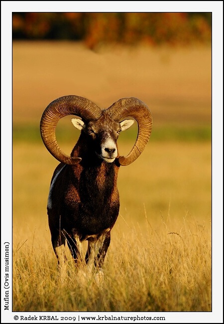 Muflon | Mouflon | Mufflon | Ovis musimon