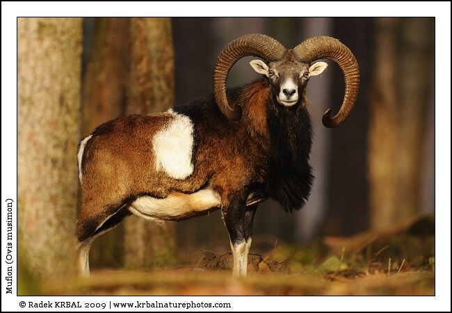 Muflon | Mouflon | Mufflon | Ovis musimon