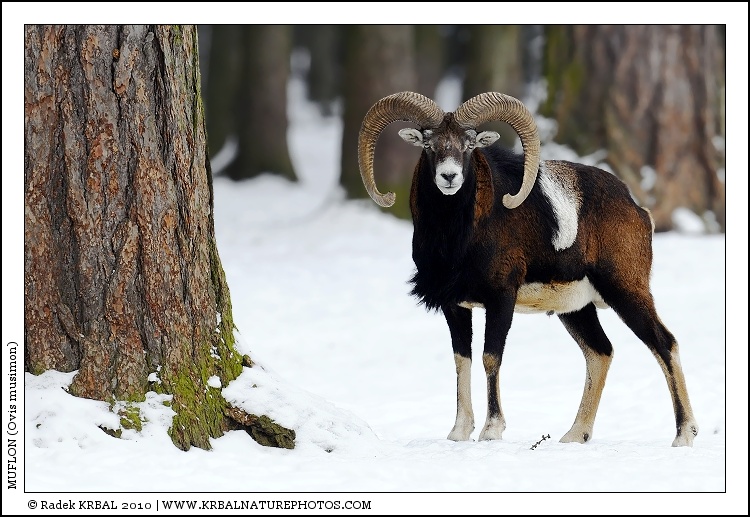 Muflon | Mouflon | Mufflon | Ovis musimon