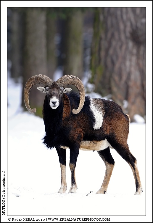 Muflon | Mouflon | Mufflon | Ovis musimon
