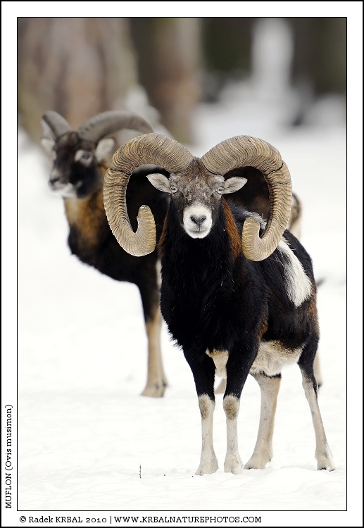 Muflon | Mouflon | Mufflon | Ovis musimon