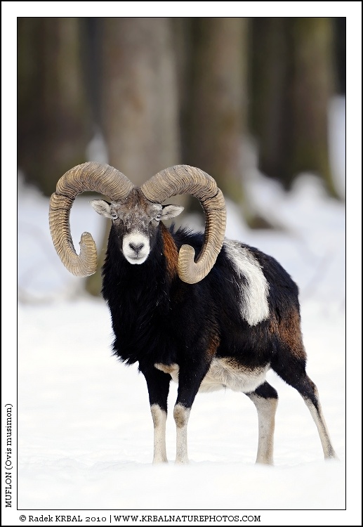 Muflon | Mouflon | Mufflon | Ovis musimon