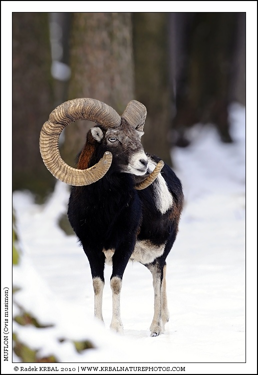 Muflon | Mouflon | Mufflon | Ovis musimon