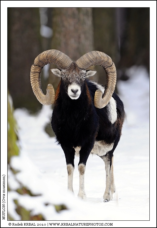 Muflon | Mouflon | Mufflon | Ovis musimon