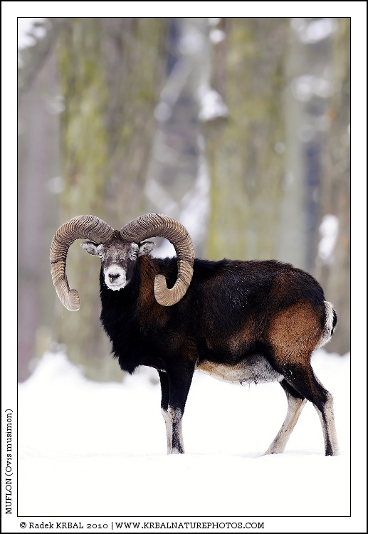 Muflon | Mouflon | Mufflon | Ovis musimon