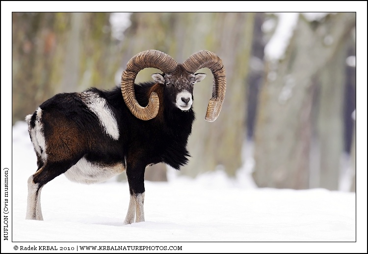 Muflon | Mouflon | Mufflon | Ovis musimon