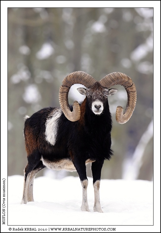 Muflon | Mouflon | Mufflon | Ovis musimon