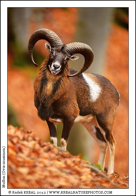 Muflon | Mouflon | Mufflon | Ovis musimon