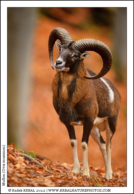 Muflon | Mouflon | Mufflon | Ovis musimon