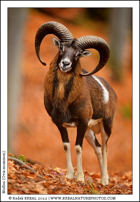 Muflon | Mouflon | Mufflon | Ovis musimon