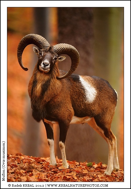 Muflon | Mouflon | Mufflon | Ovis musimon