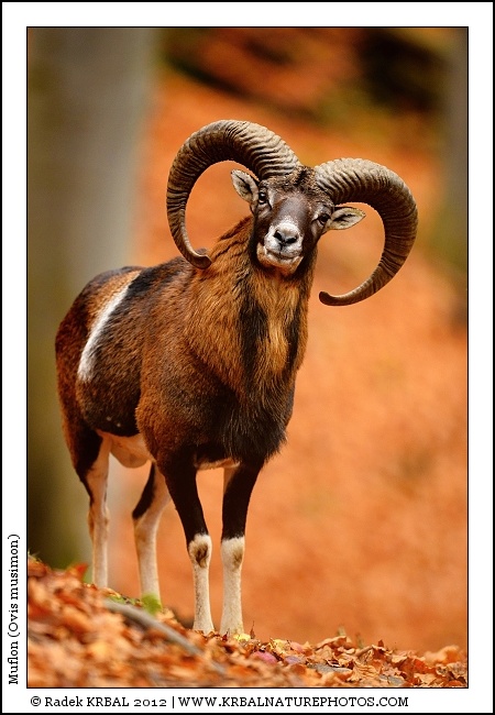 Muflon | Mouflon | Mufflon | Ovis musimon