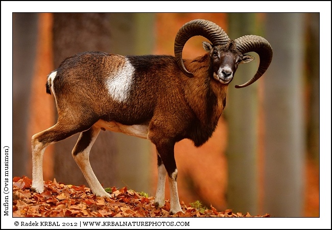 Muflon | Mouflon | Mufflon | Ovis musimon