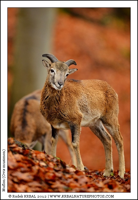 Muflon | Mouflon | Mufflon | Ovis musimon