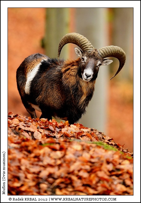 Muflon | Mouflon | Mufflon | Ovis musimon