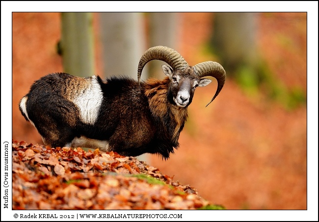 Muflon | Mouflon | Mufflon | Ovis musimon