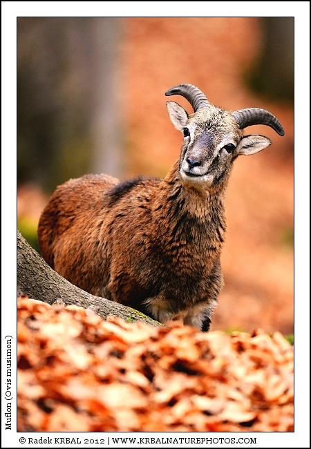 Muflon | Mouflon | Mufflon | Ovis musimon