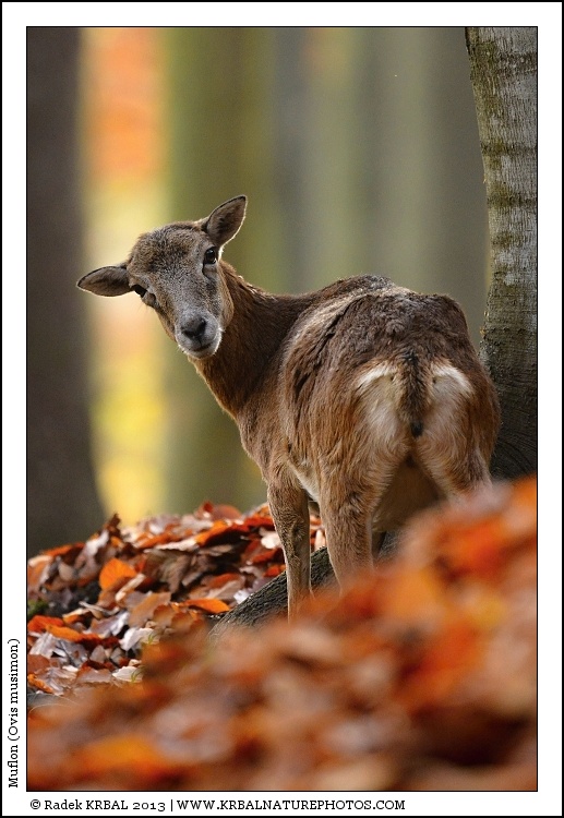 Muflon | Mouflon | Mufflon | Ovis musimon