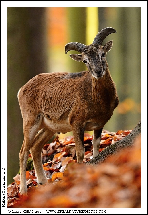 Muflon | Mouflon | Mufflon | Ovis musimon