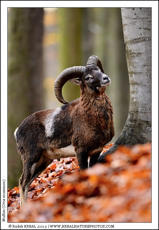 Muflon | Mouflon | Mufflon | Ovis musimon