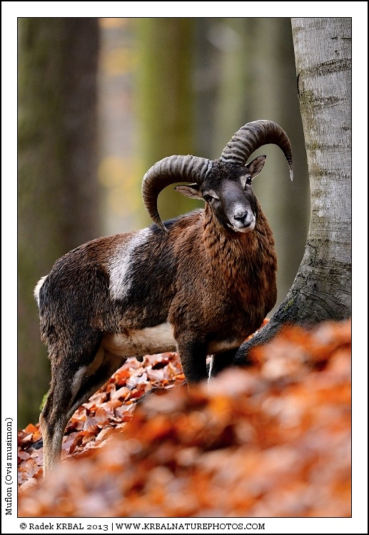 Muflon | Mouflon | Mufflon | Ovis musimon