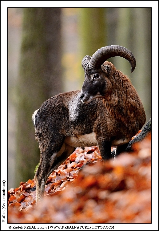Muflon | Mouflon | Mufflon | Ovis musimon