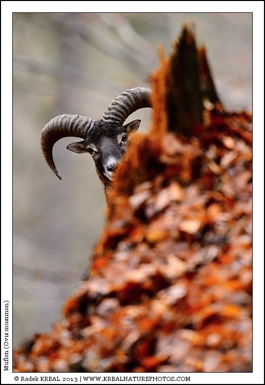 Muflon | Mouflon | Mufflon | Ovis musimon