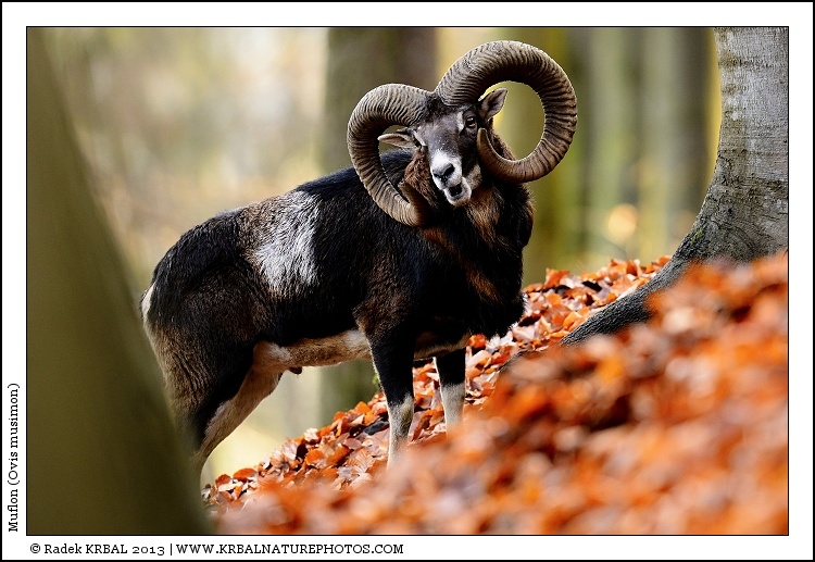 Muflon | Mouflon | Mufflon | Ovis musimon