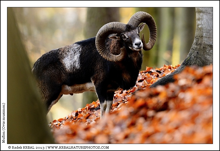 Muflon | Mouflon | Mufflon | Ovis musimon