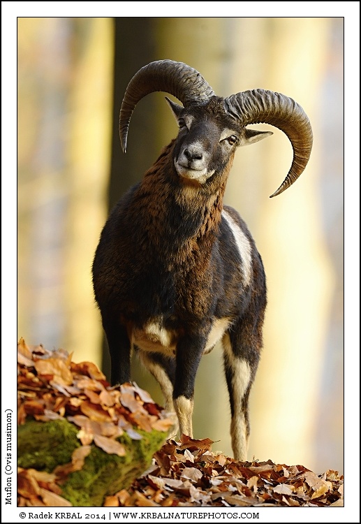 Muflon | Mouflon | Mufflon | Ovis musimon