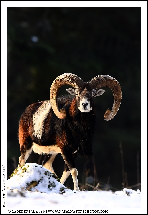 Muflon | Mouflon | Mufflon | Ovis musimon